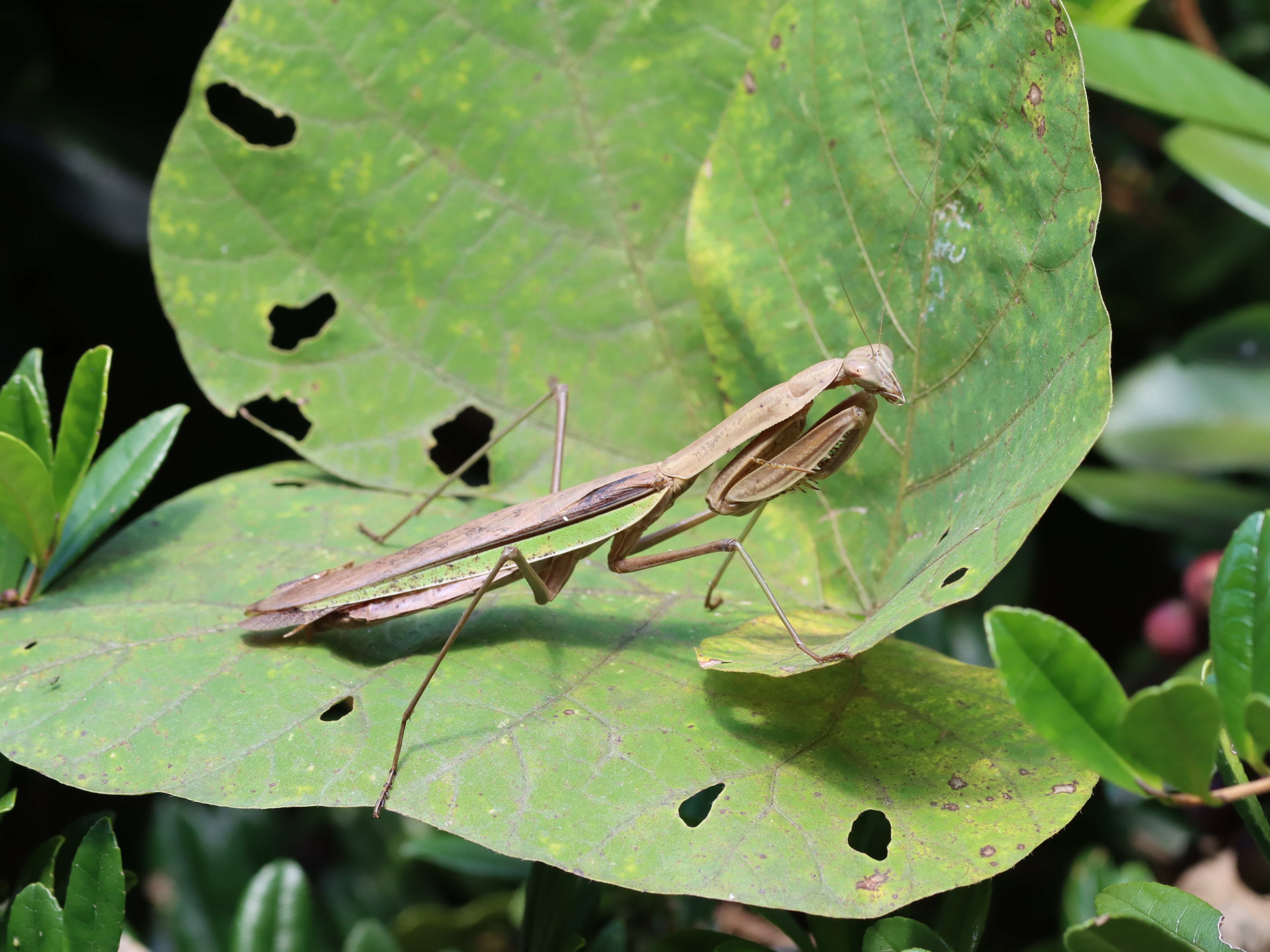 オオカマキリ